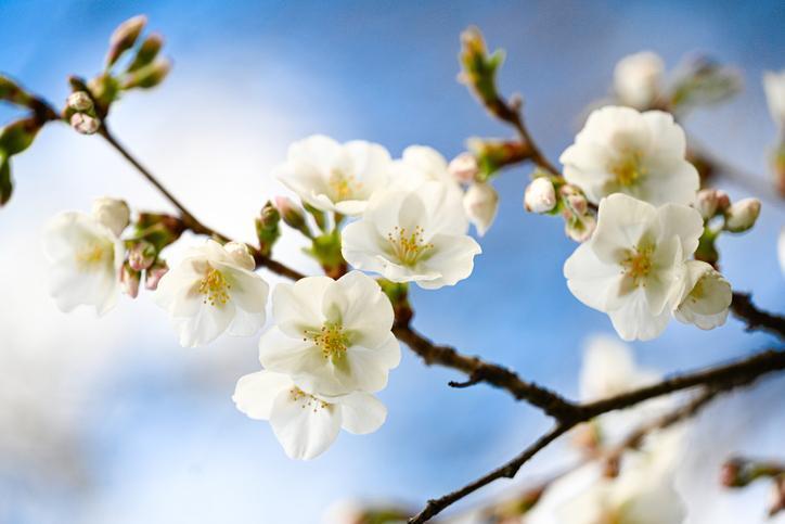 Nevruz Ne Zaman Kutlanacak?