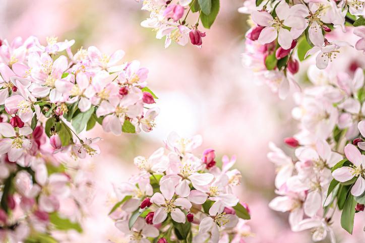 Nevruz Bayramı ve Kutlama Gelenekleri